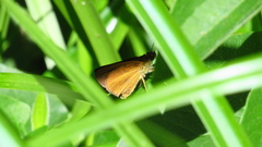 Euphyes dukesi calhouni