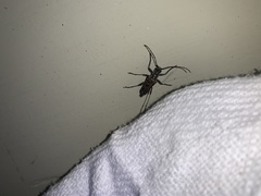 Anthophylax attenuatus