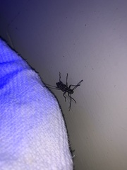 Anthophylax attenuatus