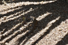 Aspidoscelis sonorae