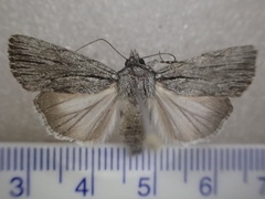 Ectopatria paurogramma