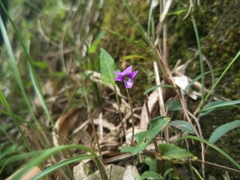 Viola confusa