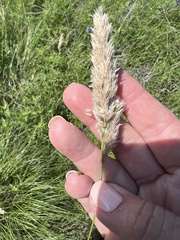 Poa arachnifera