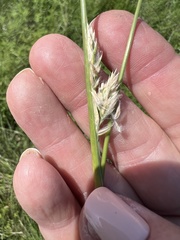 Poa arachnifera