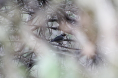 Arremon flavirostris