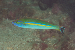 Pseudojuloides splendens