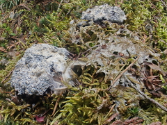 Fuligo cinerea