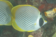 Chaetodon adiergastos