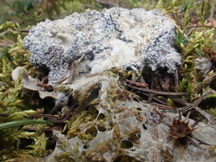 Fuligo cinerea