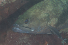Epinephelus ongus