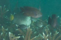 Chaetodontoplus mesoleucus