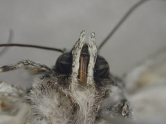 Ectopatria paurogramma