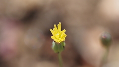 Malacothrix clevelandii