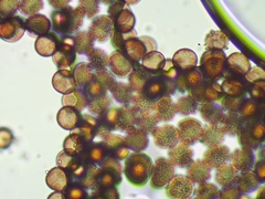 Fuligo cinerea