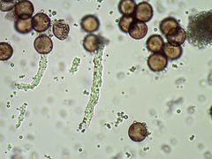 Fuligo cinerea