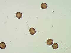 Fuligo cinerea
