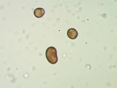 Fuligo cinerea