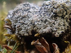 Fuligo cinerea