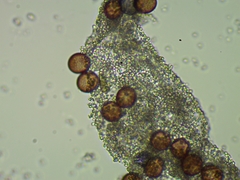 Fuligo cinerea