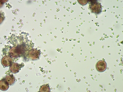 Fuligo cinerea