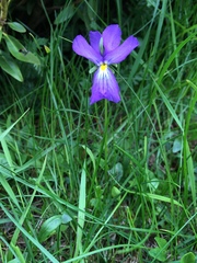 Viola calcarata