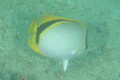 Chaetodon selene