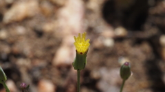 Malacothrix clevelandii