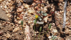 Malacothrix clevelandii