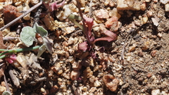 Malacothrix clevelandii