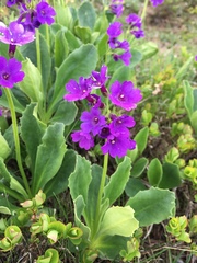 Primula latifolia