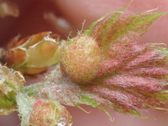 Dryocosmus quercuspalustris