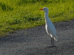 Bubulcus ibis coromandus