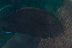 Acanthurus nigricauda