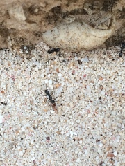 Dorymyrmex antillanus