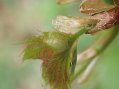 Dryocosmus quercuspalustris