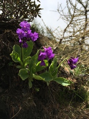 Primula latifolia