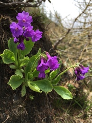 Primula latifolia