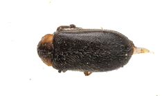 Exneria ruficollis