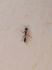 Pseudomyrmex gracilis