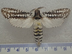 Endoxyla decoratus