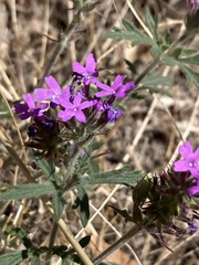 Glandularia chiricahensis