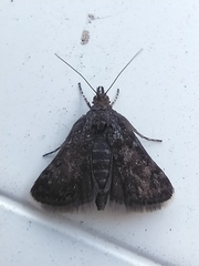Heliothela wulfeniana