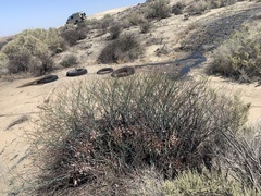 Eriogonum heermannii