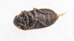 Exneria ruficollis