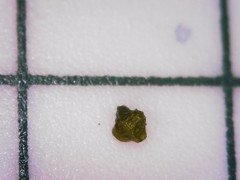 Plagiobothrys tenellus