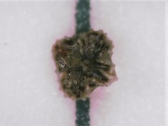 Plagiobothrys tenellus