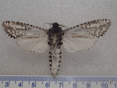 Endoxyla decoratus
