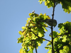 Setophaga coronata auduboni