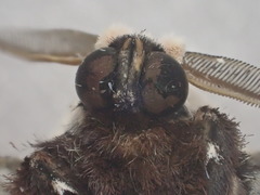 Endoxyla decoratus