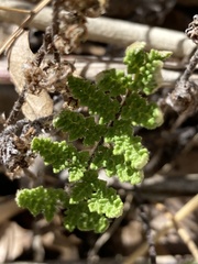 Myriopteris fendleri